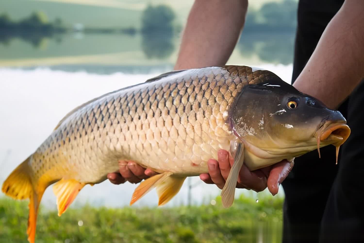 雾化, 秋季白天与, src